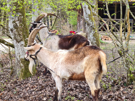 Packziegen und Lamatrekking