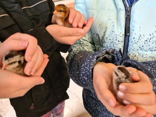 Kleintierpflege