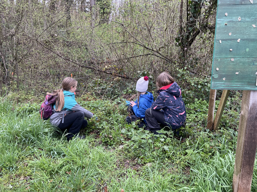 Wildkräuterspaziergang
