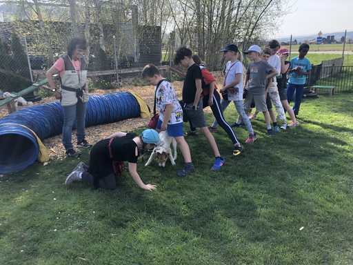 Hundekurs mit dem eigenen Hund