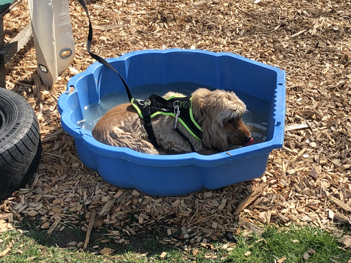 Hundekurs mit dem eigenen Hund
