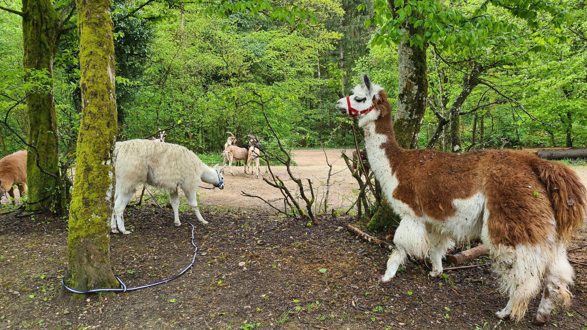 Packziegen und Lamatrekking
