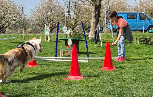 Hundekurs